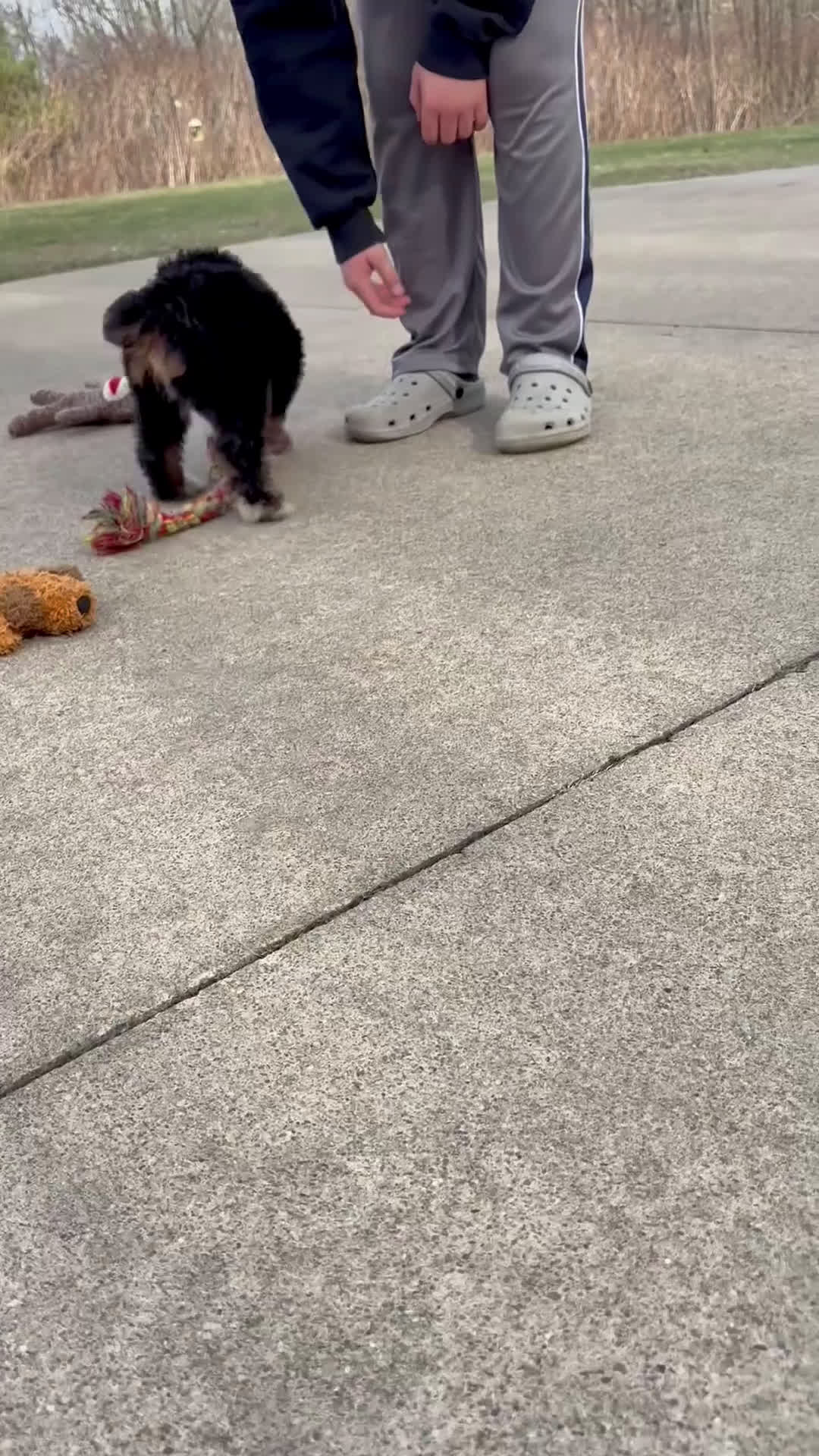 Mini Bernedoodle dogs for sale: 💖 Chloe - Video 1