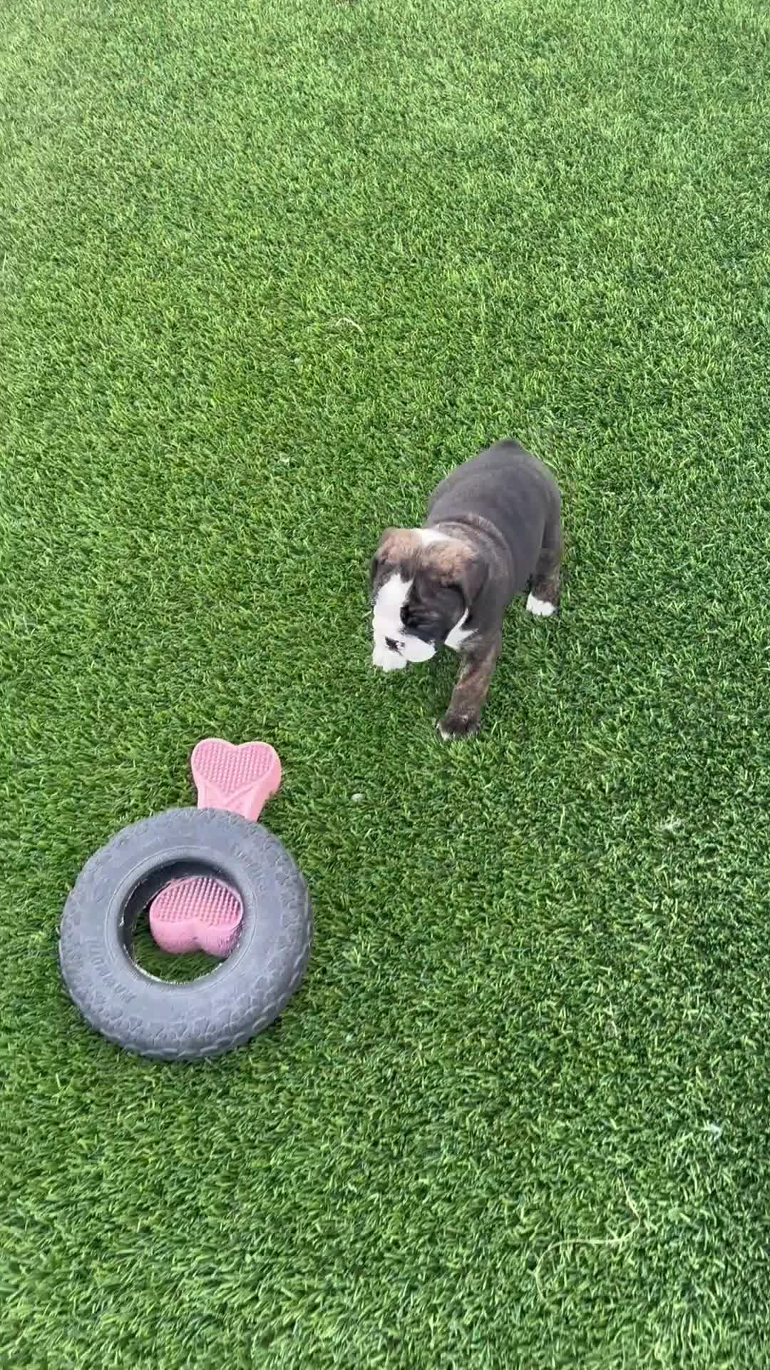 English Bulldog dogs for sale: Lady - Video 1