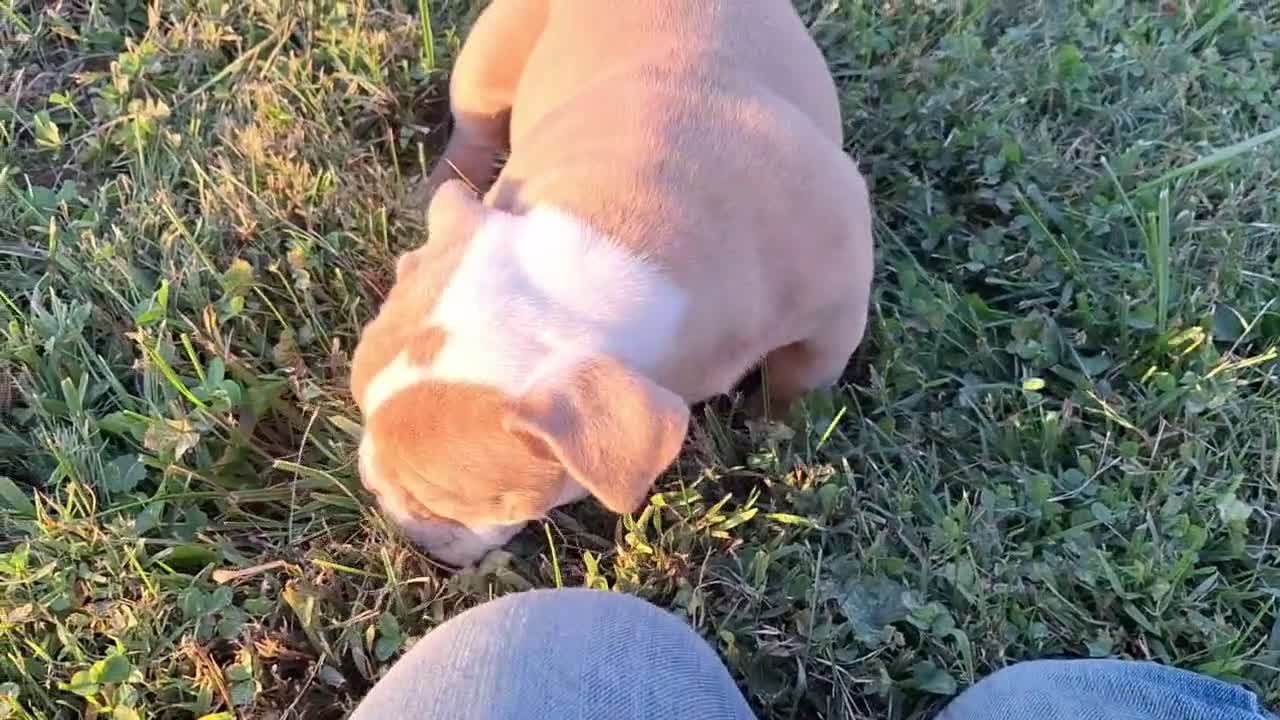 English Bulldog dogs for sale: Stella - Video 1