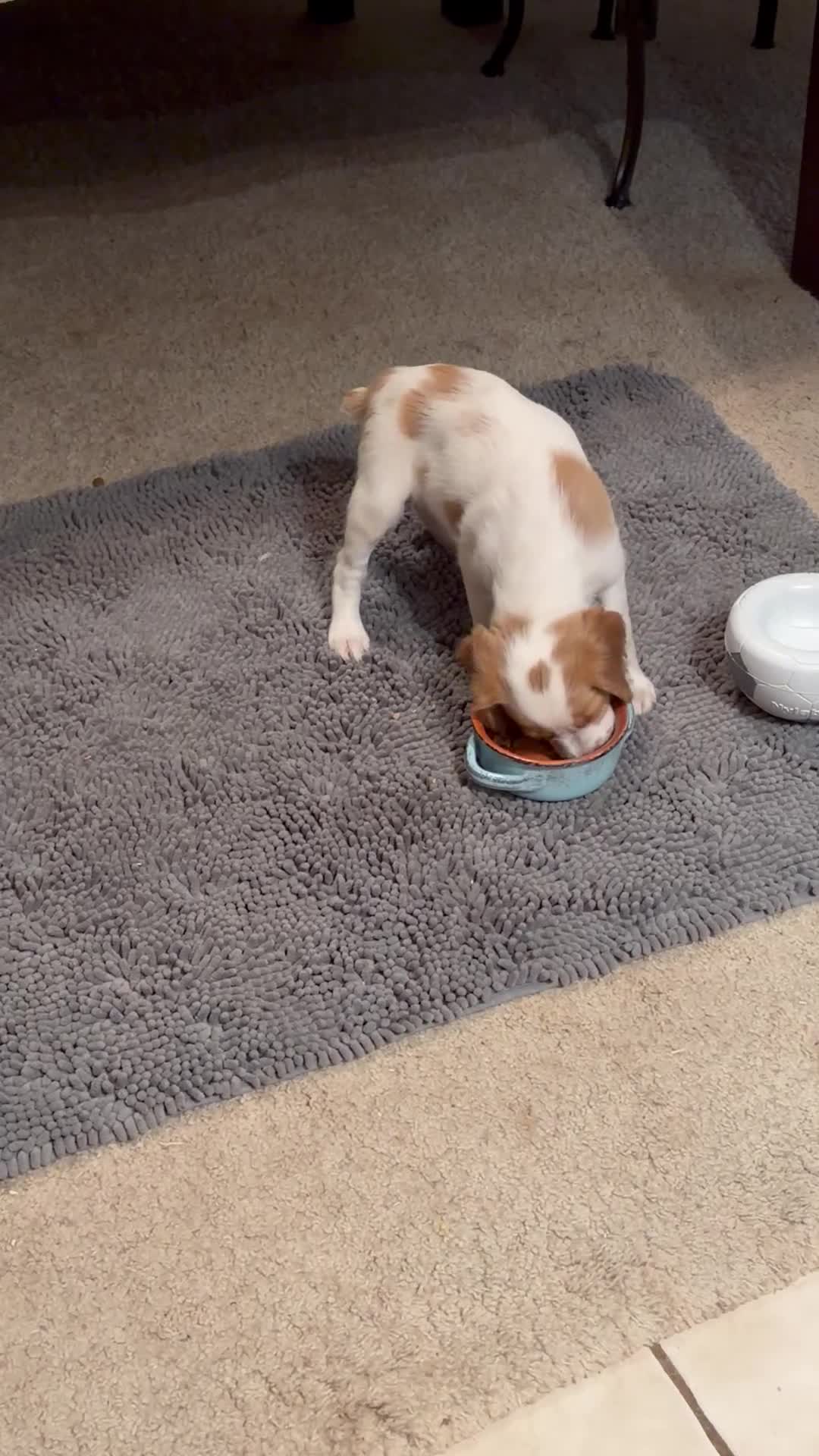 Brittany Spaniel dogs for sale: Brittany Spaniel 3 - Video 1