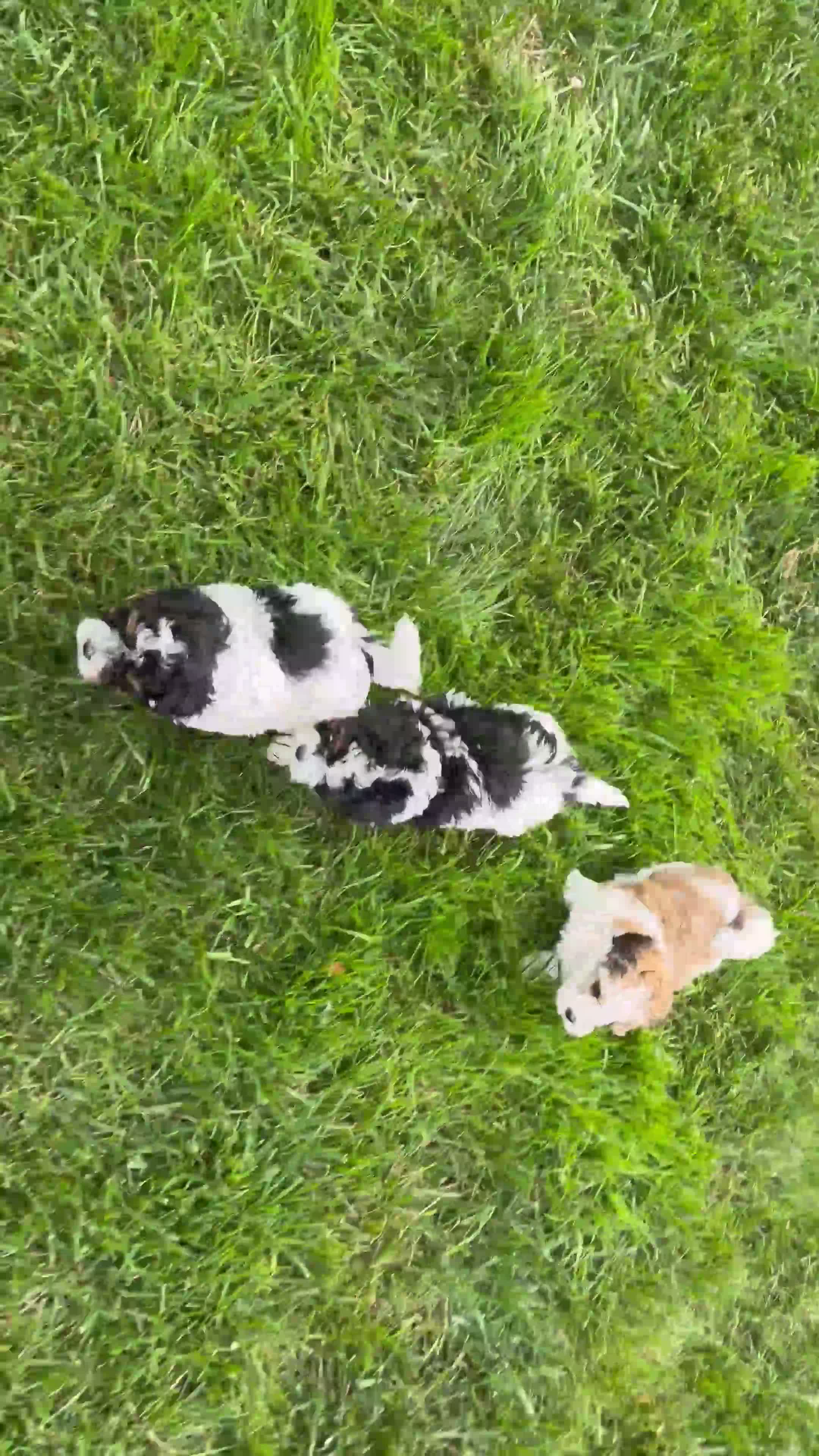 Havapoo dogs for sale: Duke - Video 2