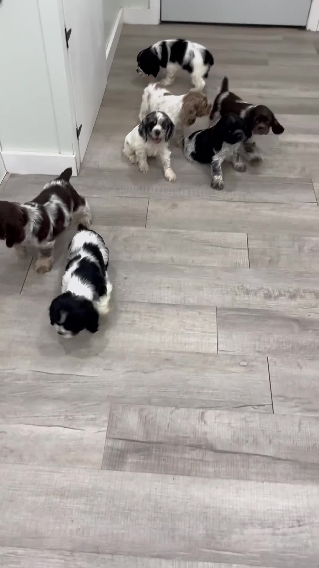 Cocker Spaniel dogs for sale: Jill - Video 2