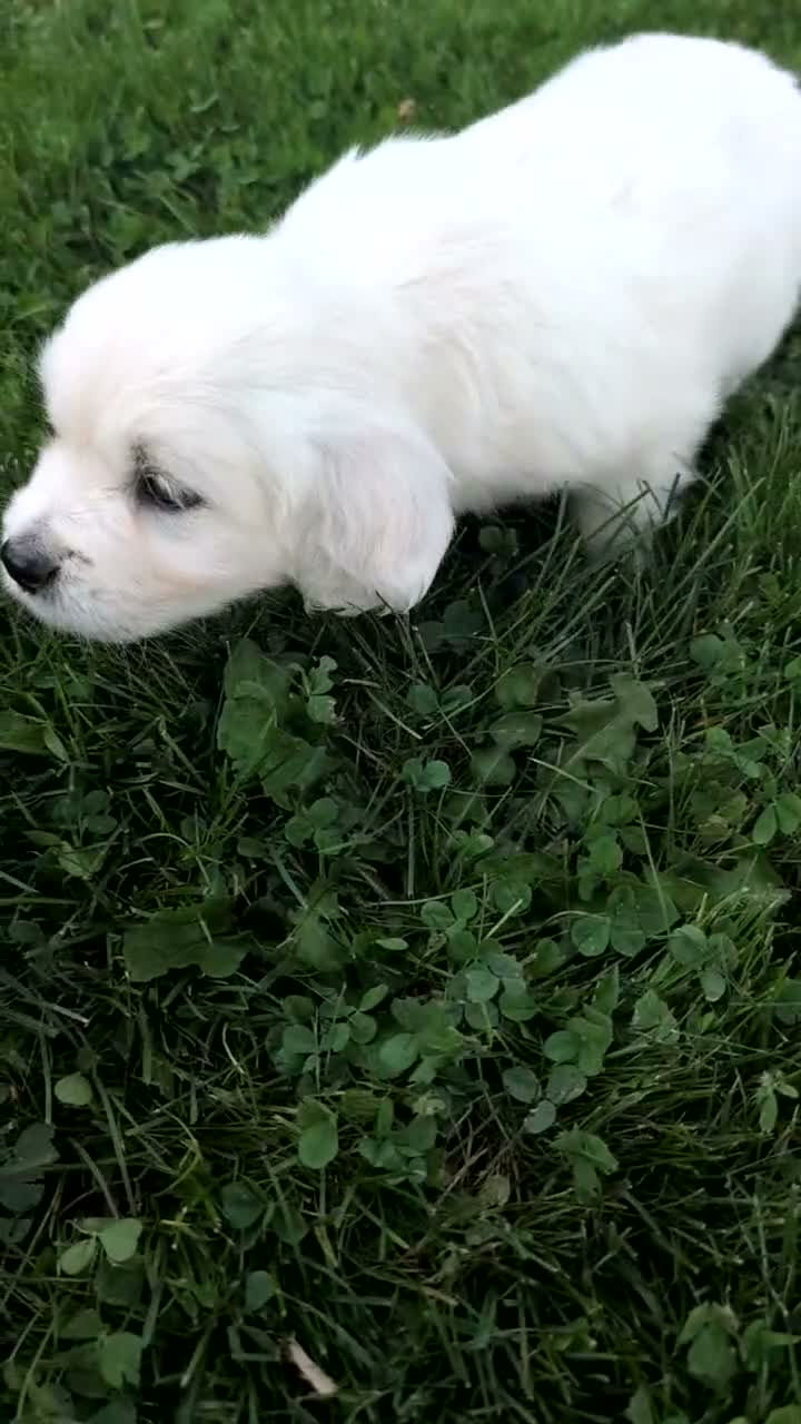 Golden Retriever dogs for sale: Bitsy - Video 1
