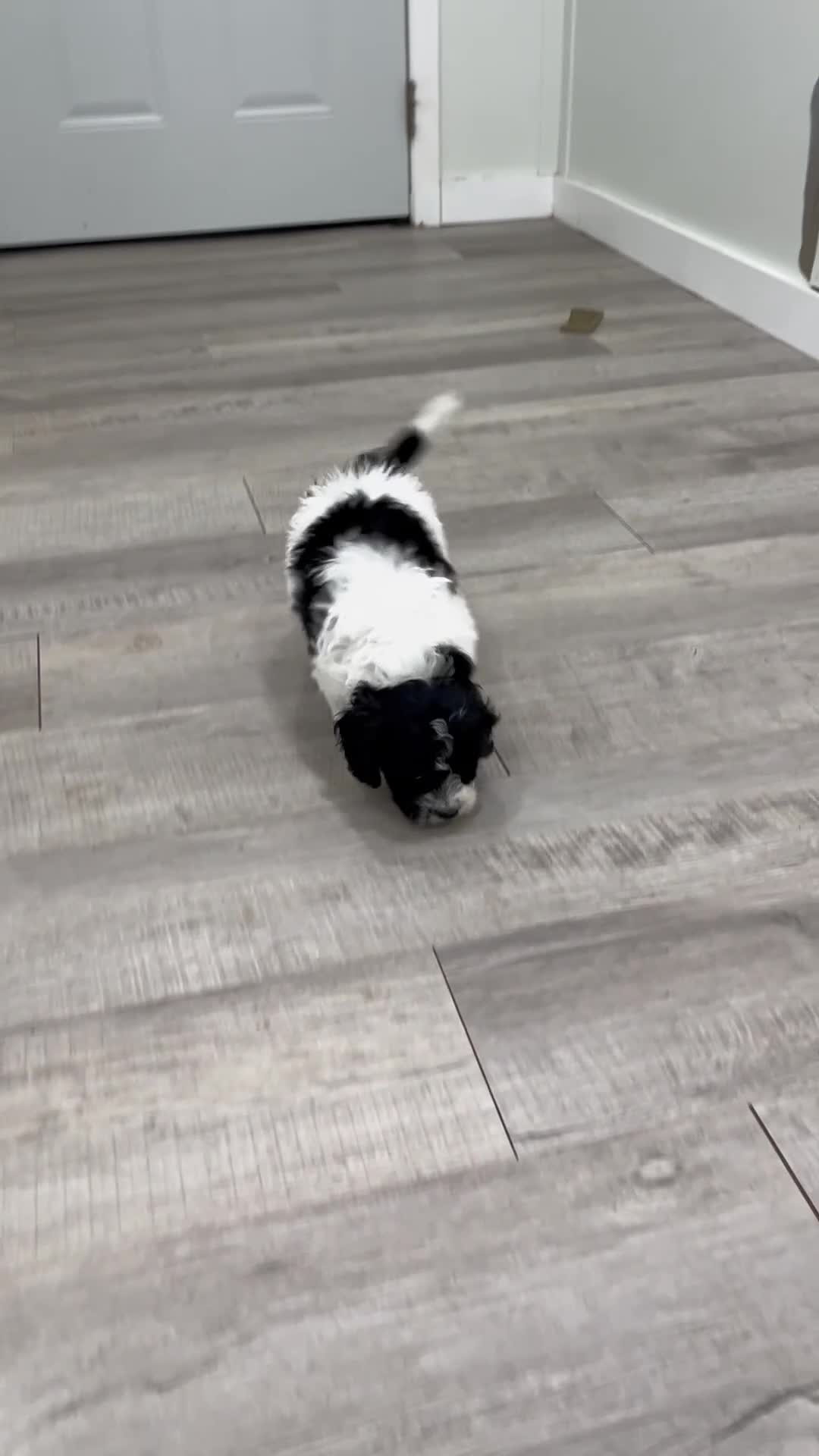 Cavachon dogs for sale: Nikki - Video 1