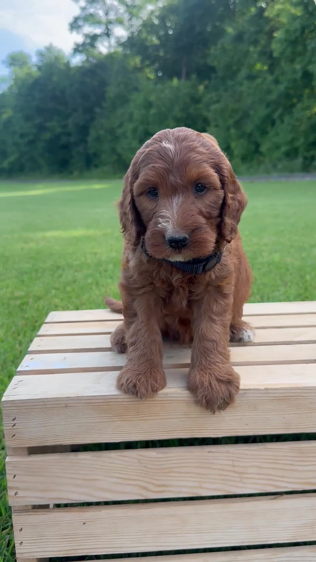 Irish Doodle dogs for sale: Ellie - Video 1