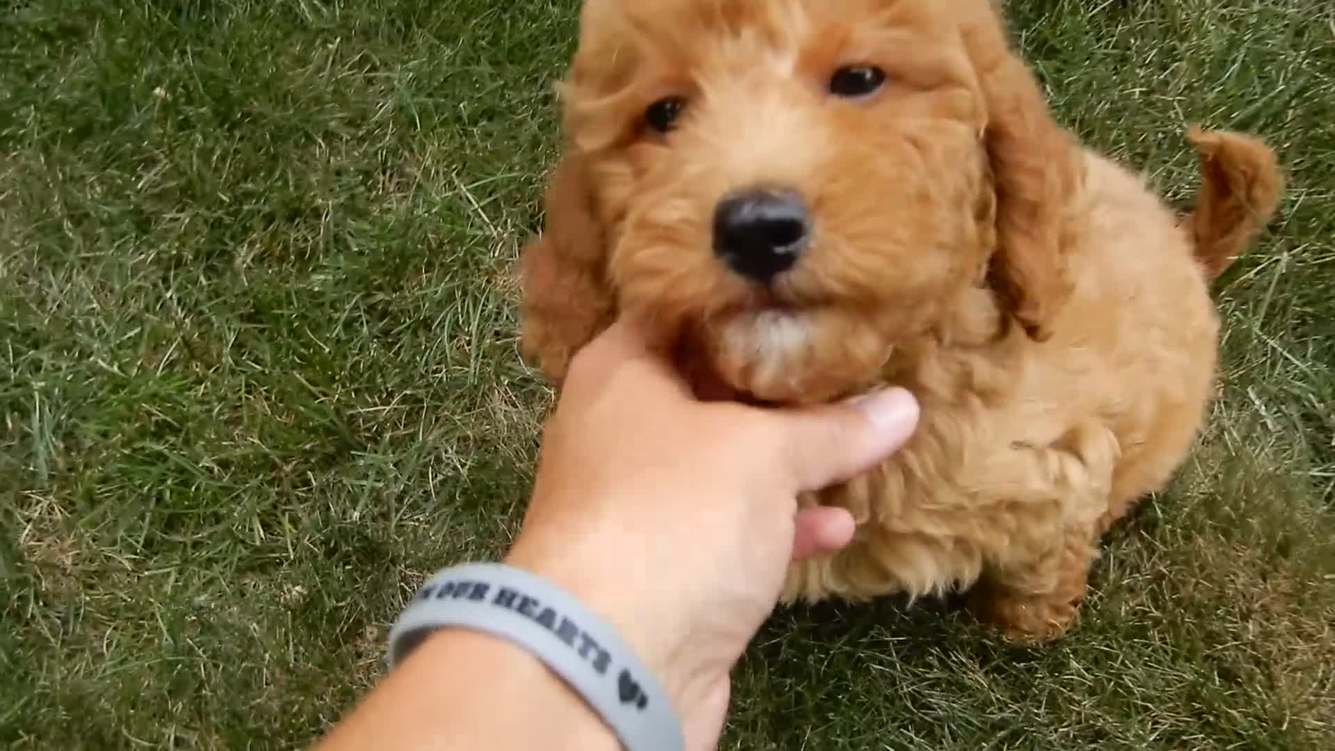 Mini Goldendoodle dogs for sale: Hazel - Video 1