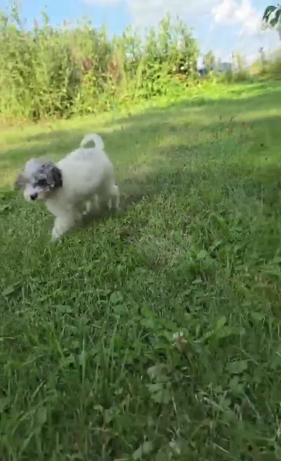 Miniature Poodle dogs for sale: Ash - Video 1