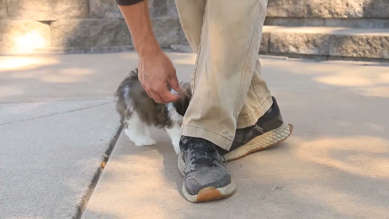 Havanese dogs for sale: Iris Havanese  - Video 1