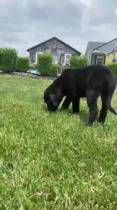 Mixed Breed dogs for sale: Mixed Breed 6 - Video 1