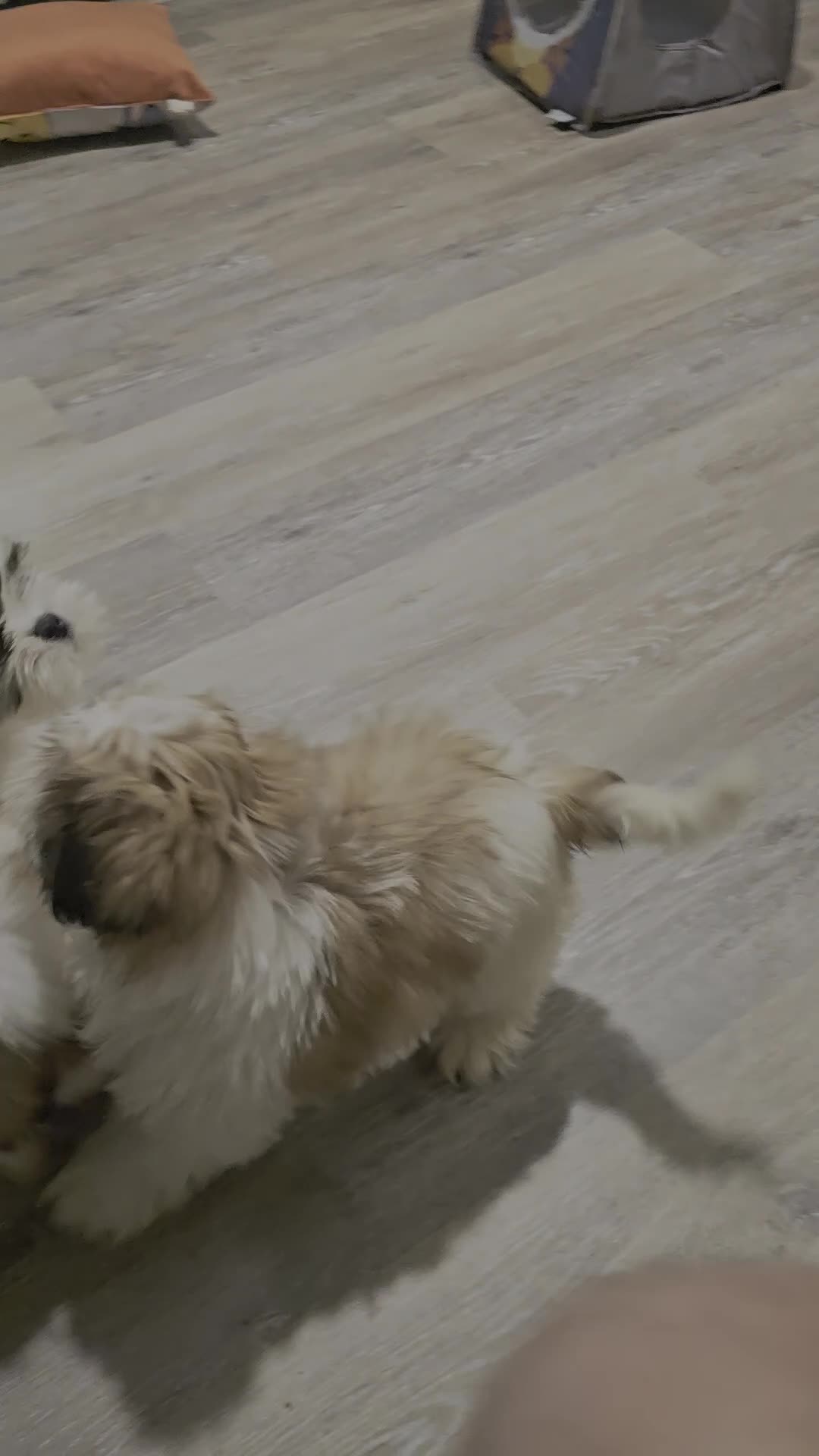 Shih Tzu dogs for sale: Shih Tzu 1 - Video 2