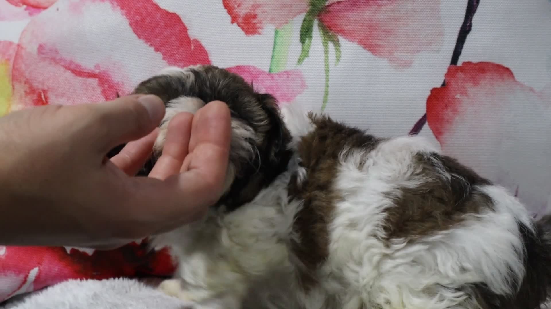 Shihpoo dogs for sale: Lyla - Video 1