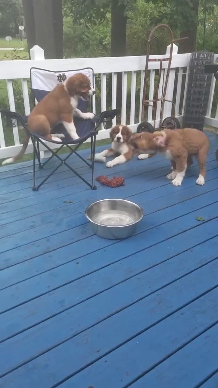 Mixed Breed dogs for sale: Moose - Video 2