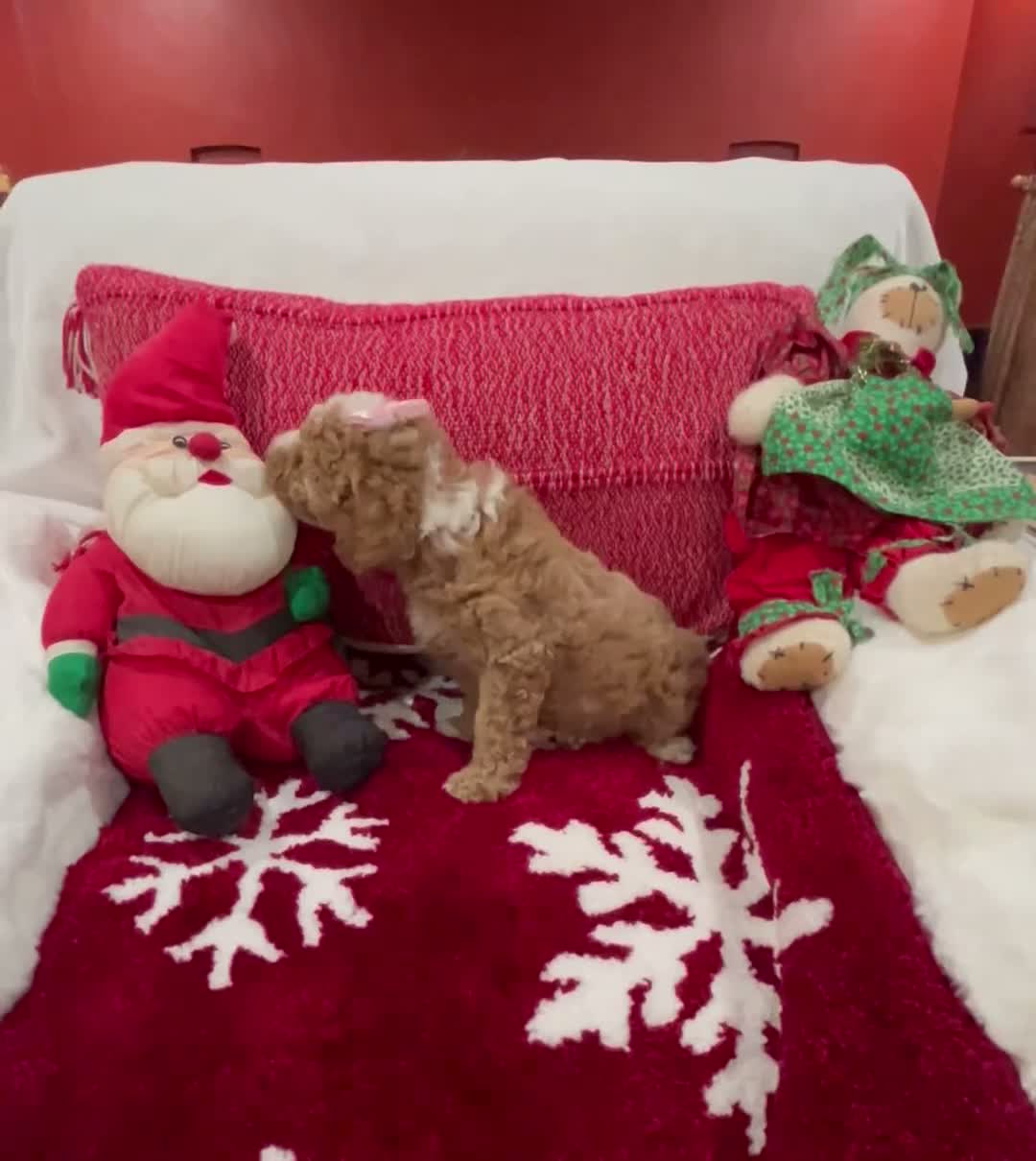 Mini Goldendoodle dogs for sale: Petite Tuxedo Mini Goldendoodle April - Video 1