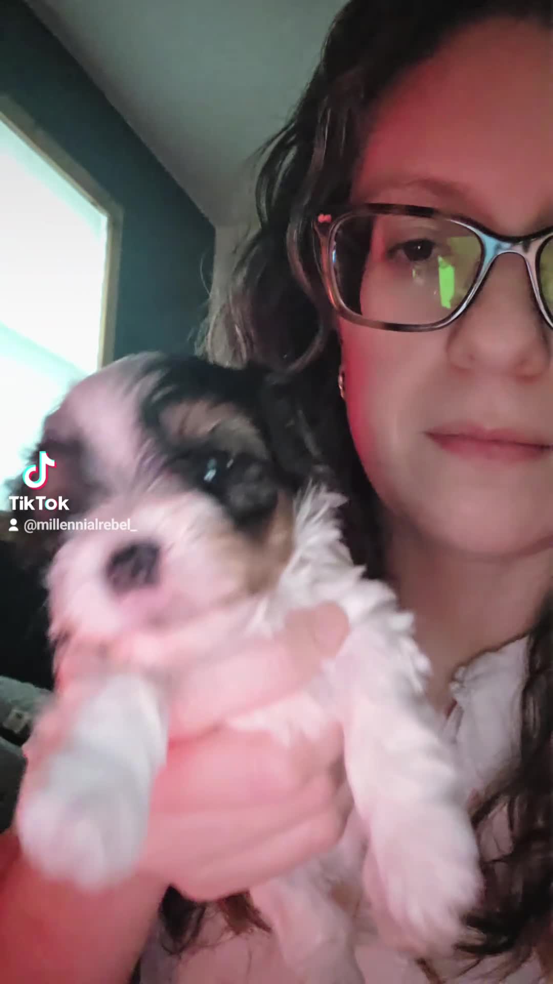 Yorkshire Terrier dogs for sale: Sonic the hedgehog  - Video 2