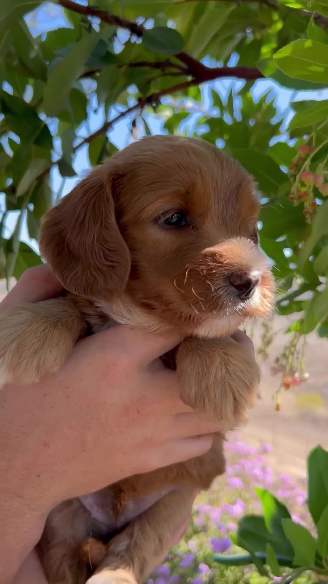 Australian Labradoodle dogs for sale: Ray - Video 1