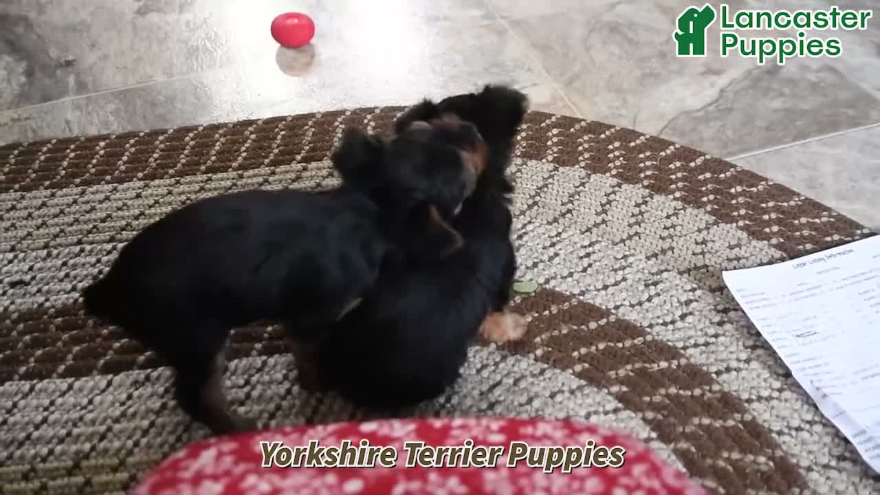 Yorkshire Terrier dogs for sale: Twinkles - Video 1