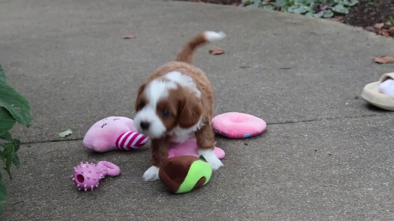 Cavapoo dogs for sale: Hudson - Video 1