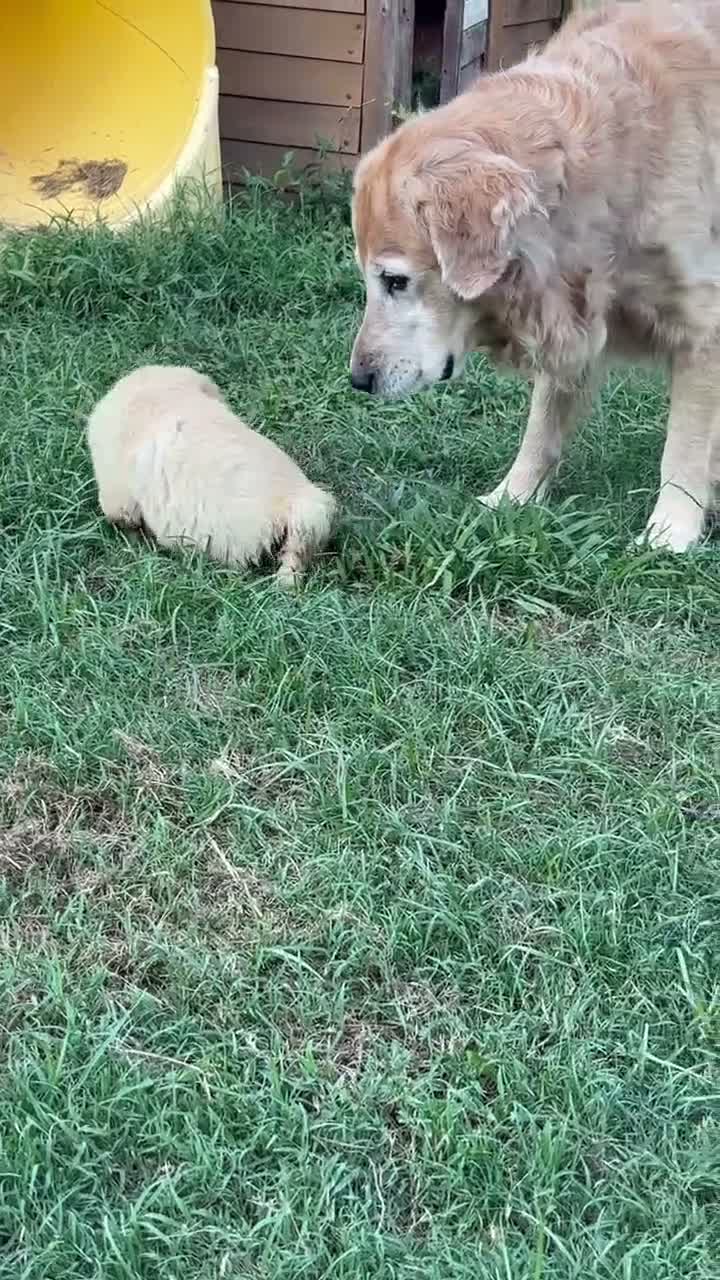 Golden Retriever dogs for sale: Jasmine - Video 1