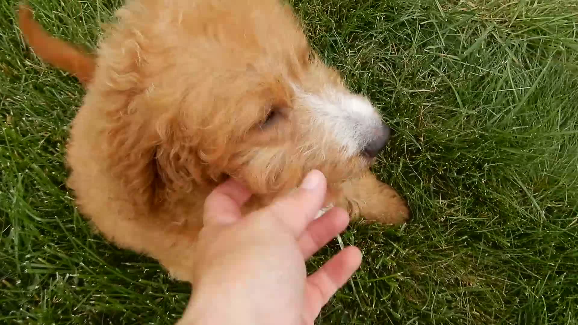 Mini Goldendoodle dogs for sale: Douglas - Video 2