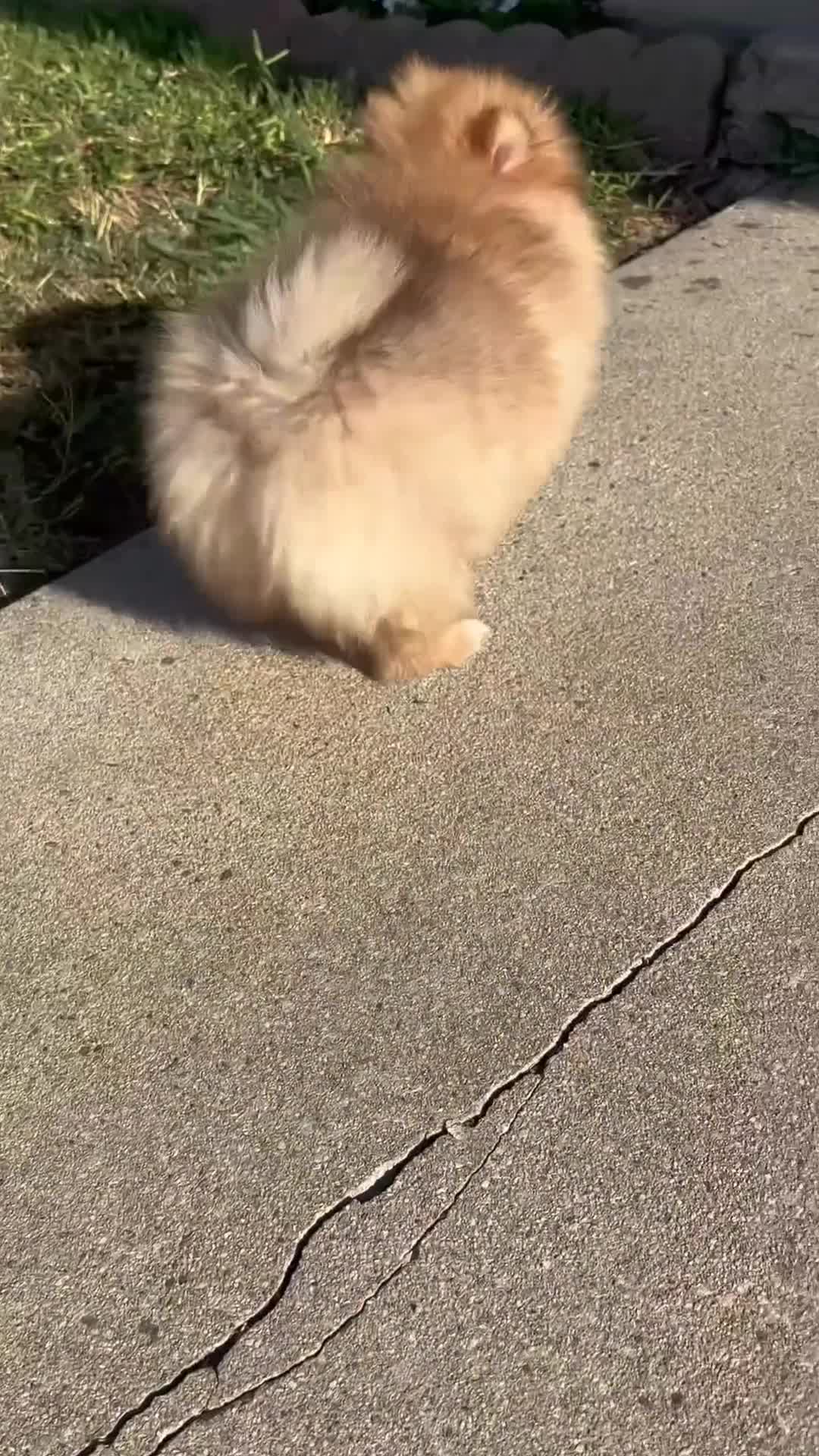 Pomeranian dogs for sale: Pomeranian 1 - Video 1