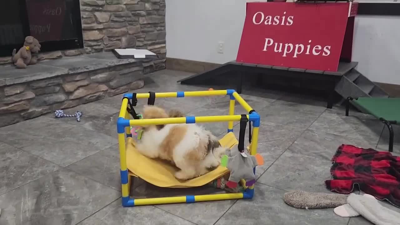 Havanese dogs for sale: DRAKE - Video 2
