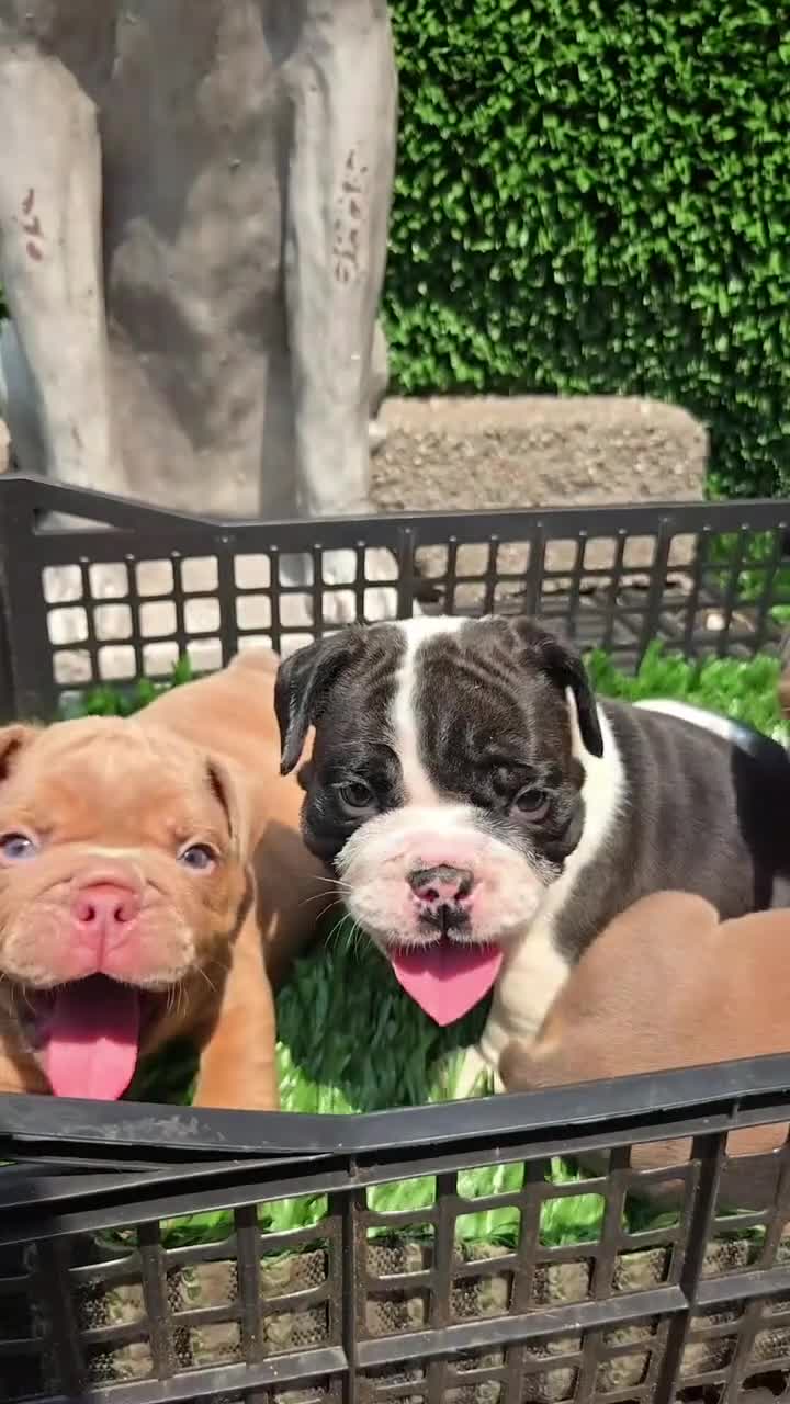 Mixed Breed dogs for sale: CHARLES - Video 1