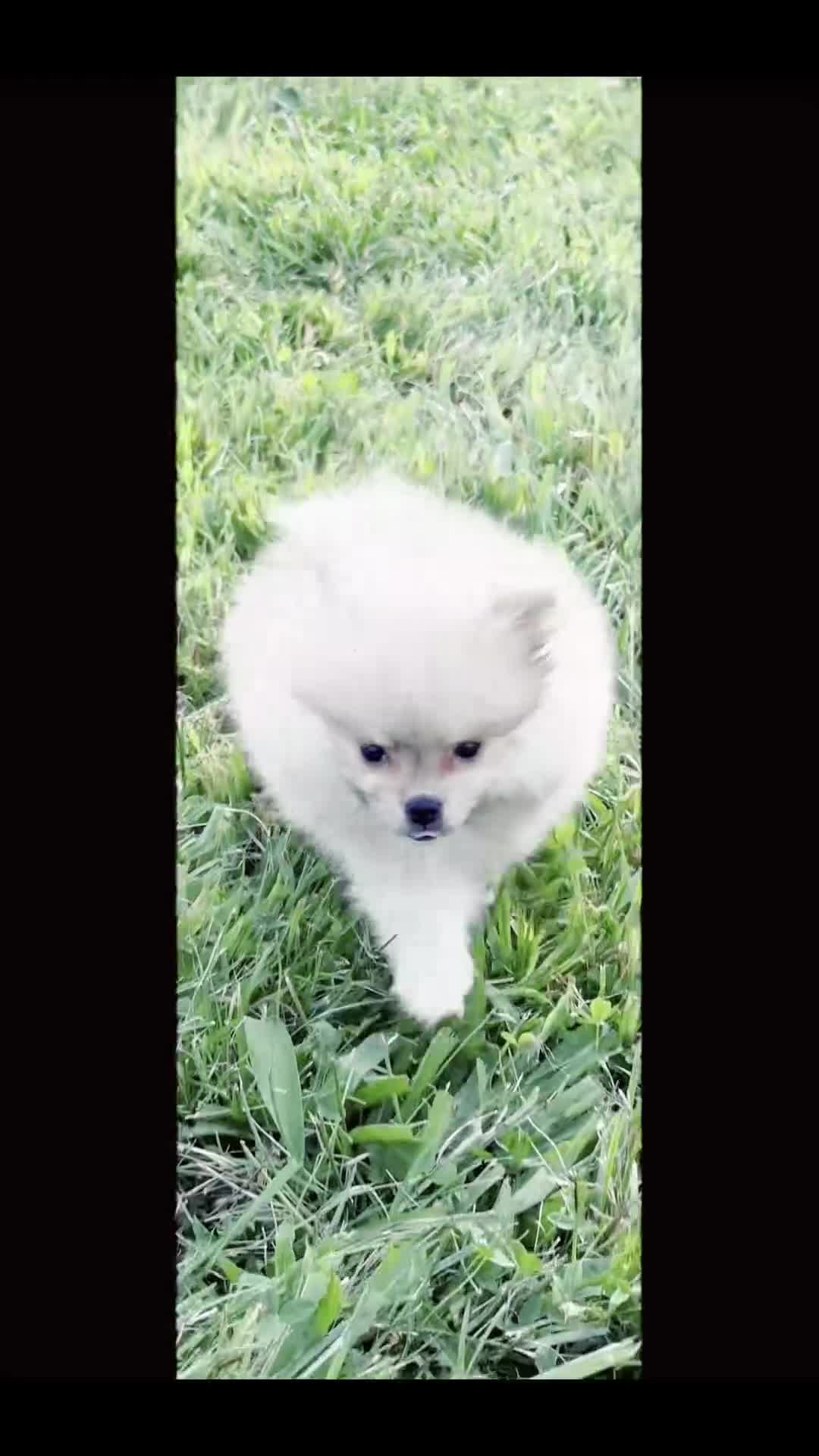 Pomeranian dogs for sale: Josephine - Video 1