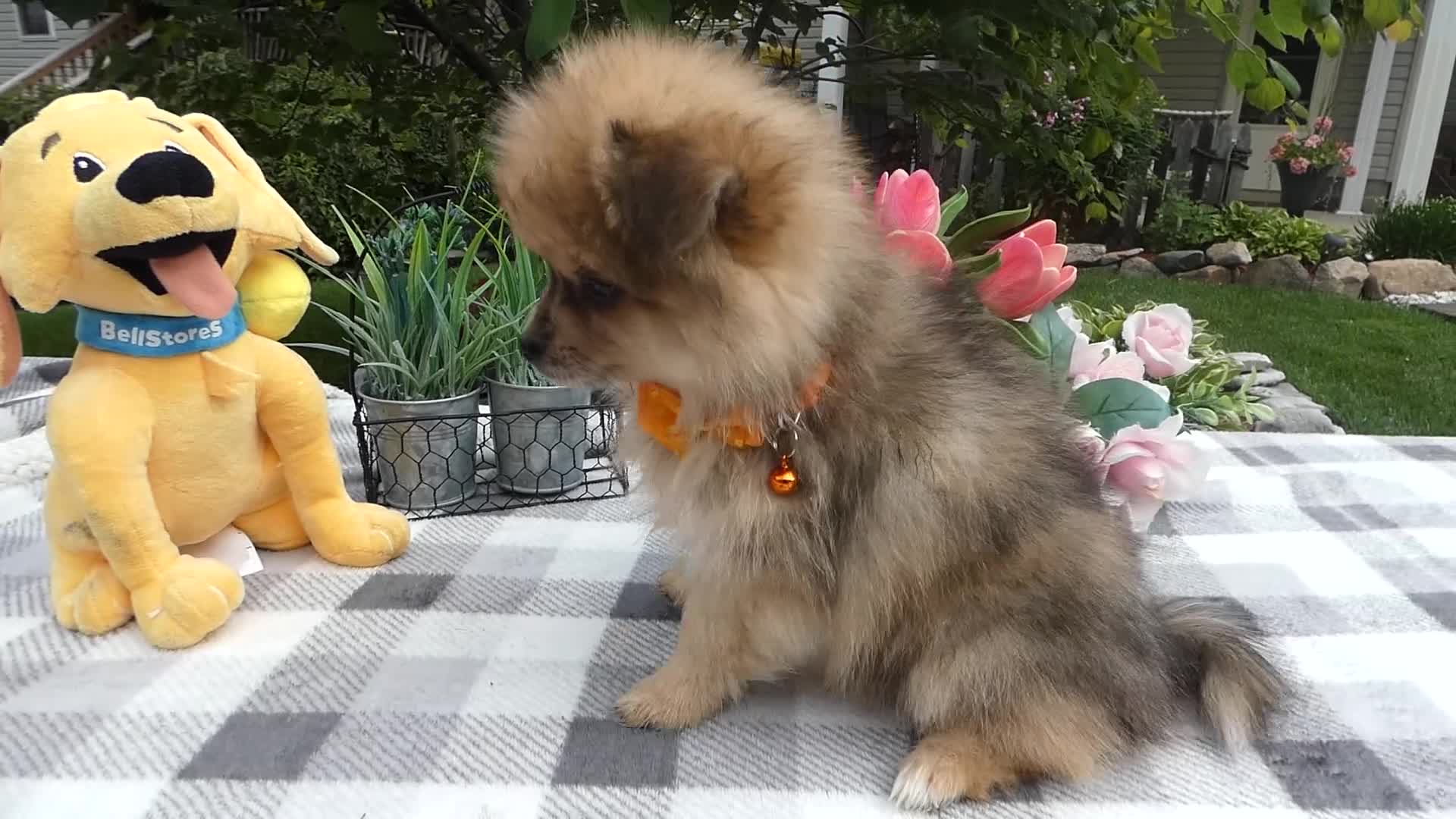 Pomeranian dogs for sale: Pomeranian 1 Trooper - Video 1