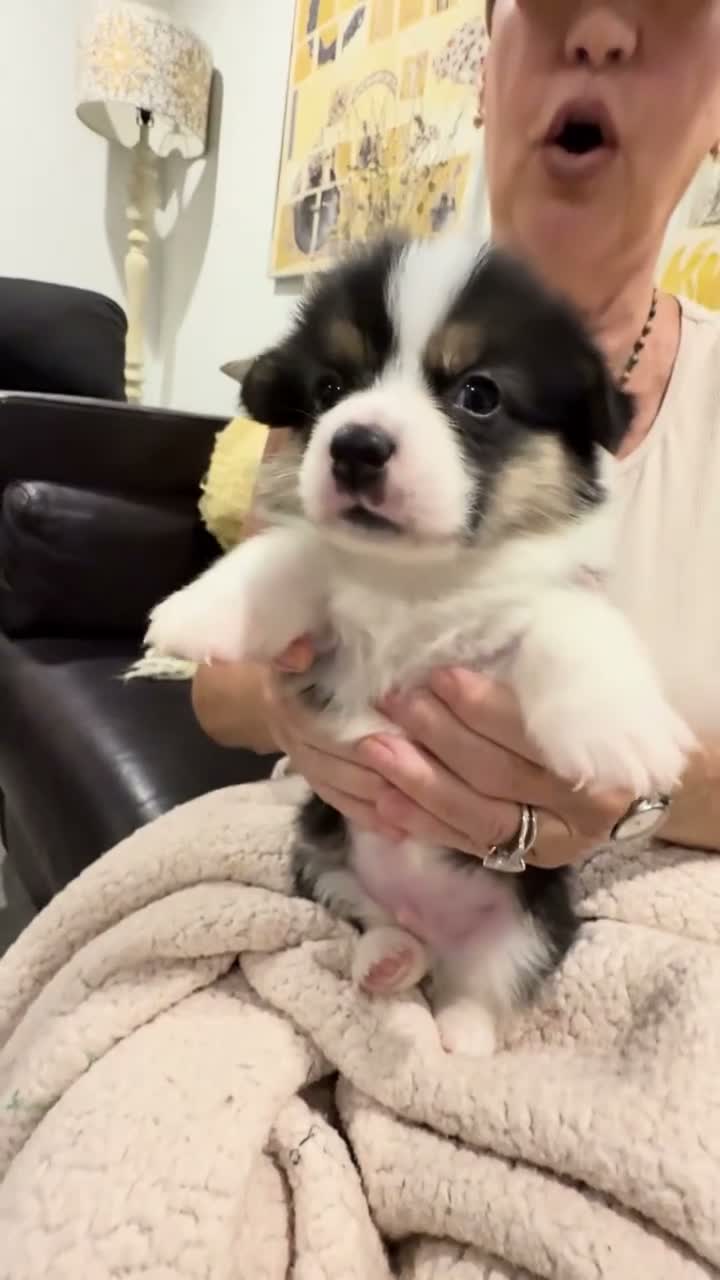 Welsh Corgi Pembroke dogs for sale: Hemi - Video 2