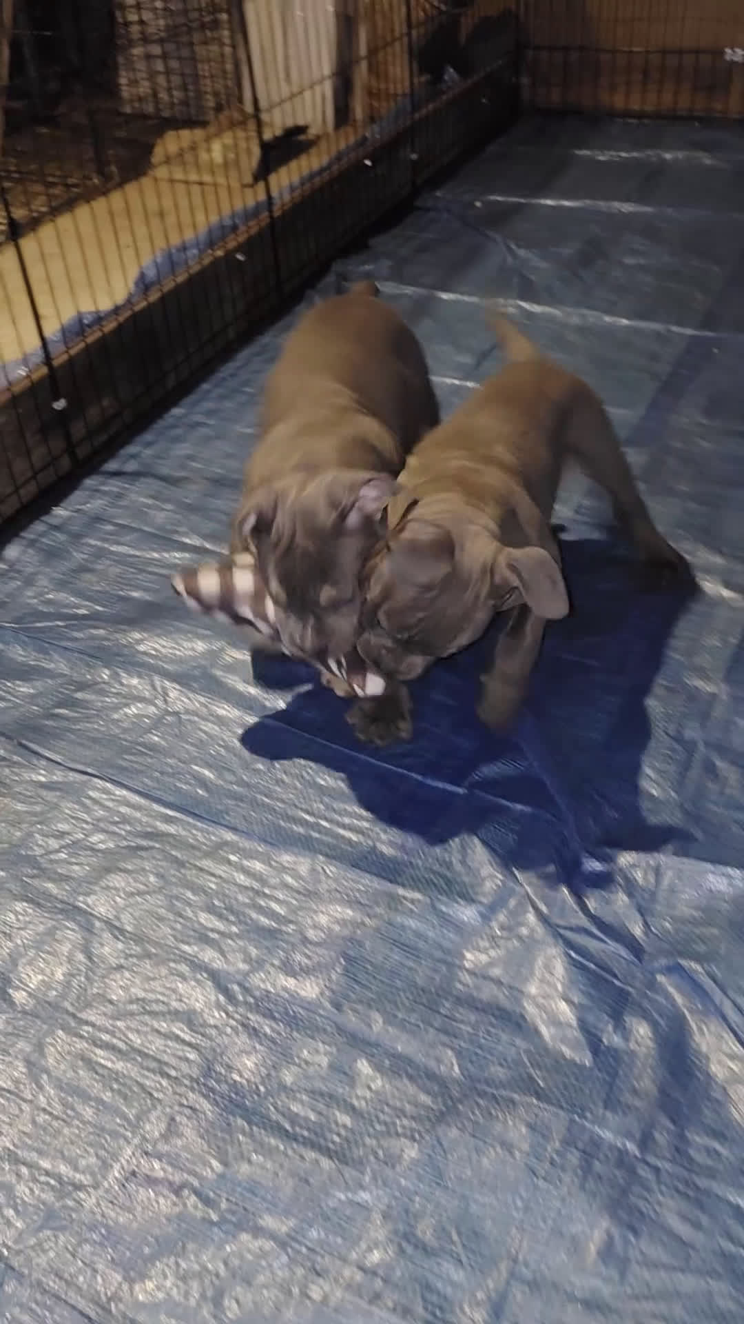 American Bully dogs for sale: Black tri Merle - Video 3