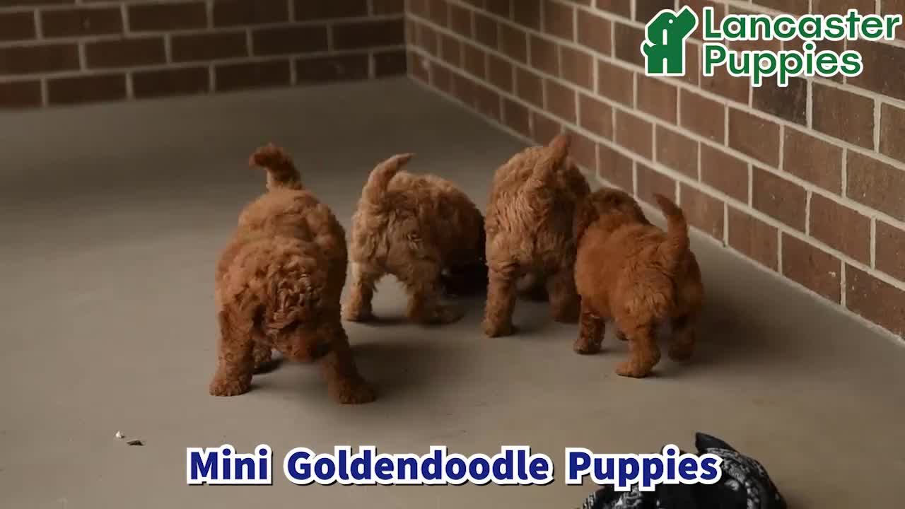 Mini Goldendoodle dogs for sale: Atley - Video 1
