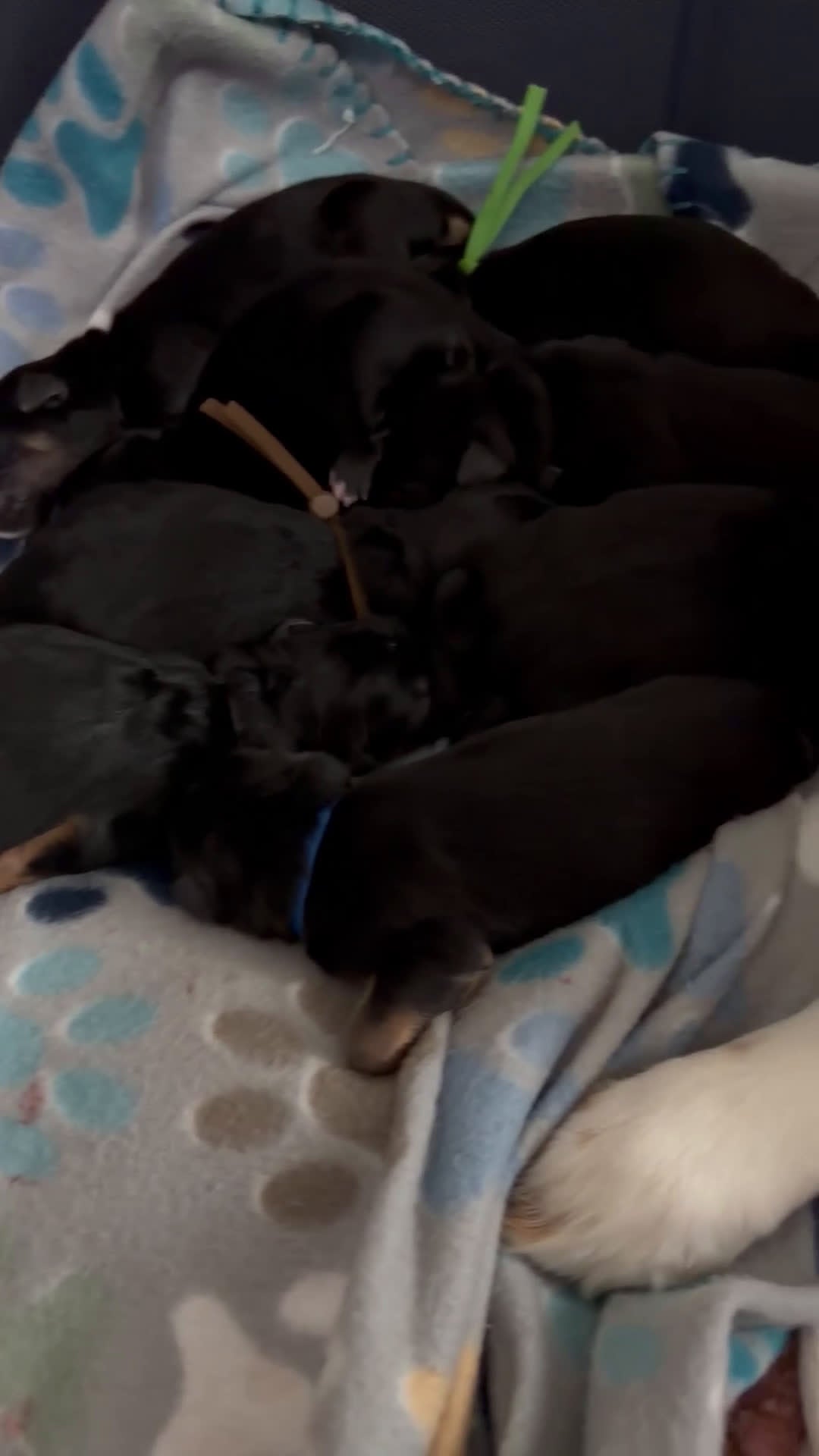 Mixed Breed dogs for sale: Mixed Breed Puppy 1 - Video 1