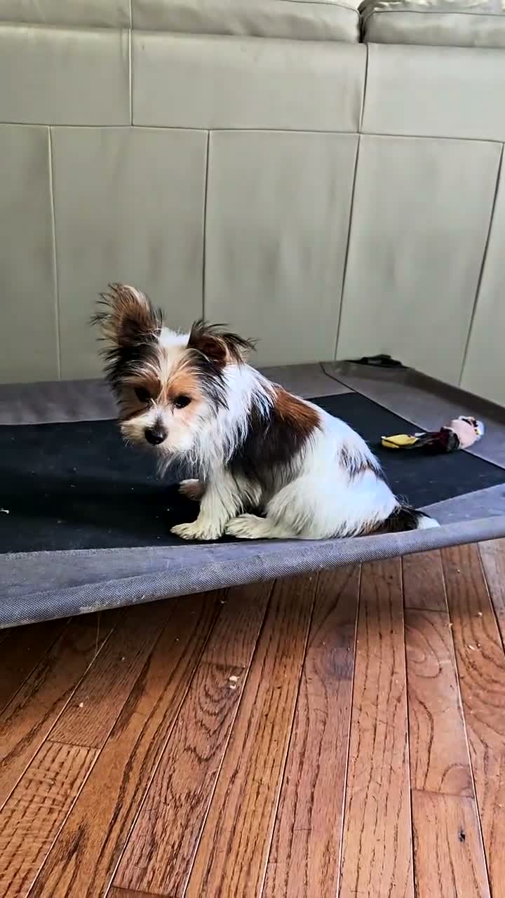 Yorkshire Terrier dogs for sale: Yorkshire Terrier 2 - Video 1