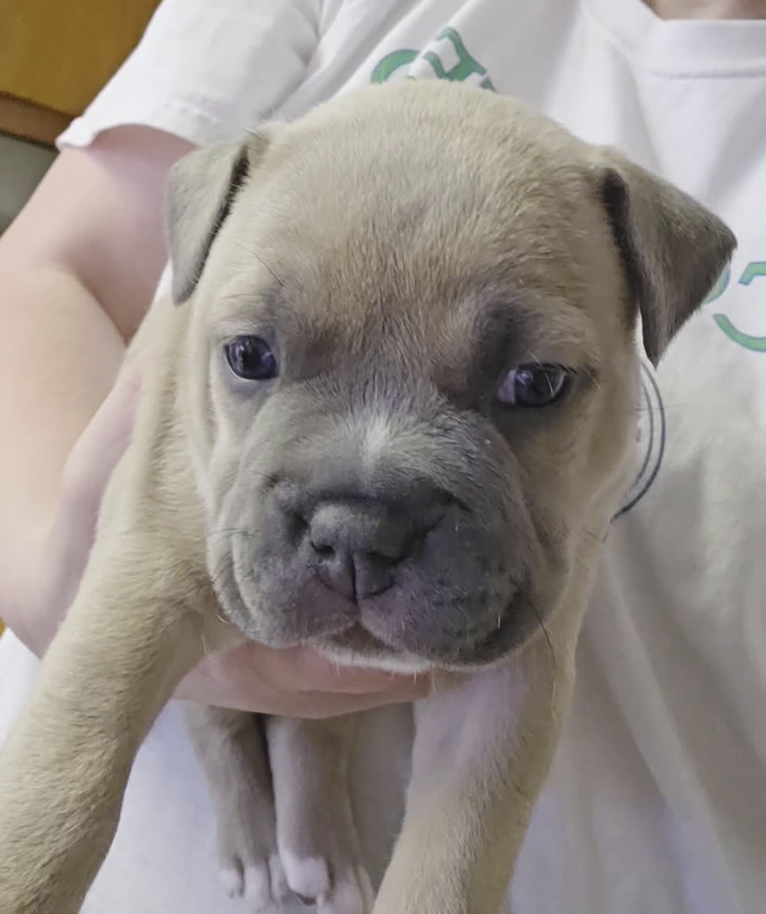 American Bully dogs for sale: Sienna - Video 1