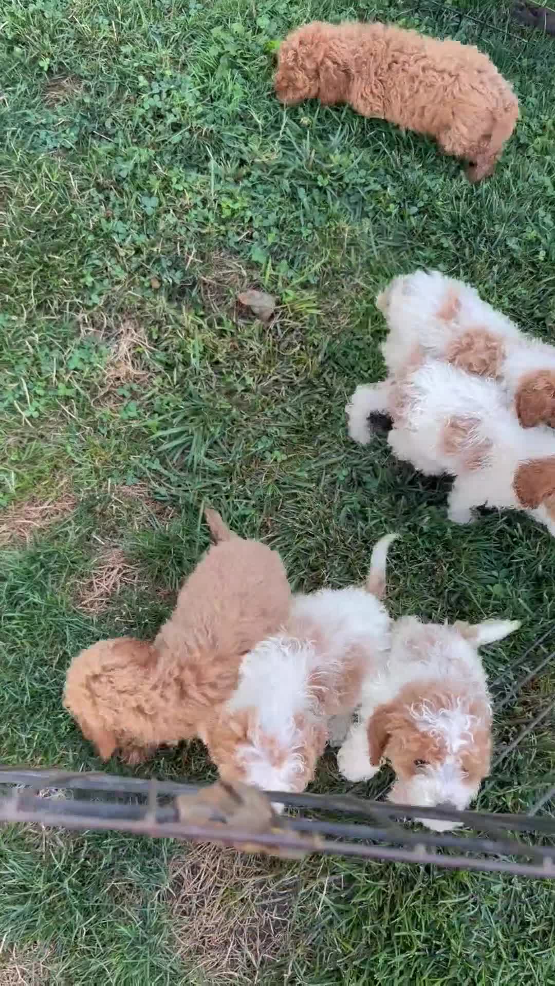 Miniature Poodle dogs for sale: Miniature Poodle 3 - Video 1