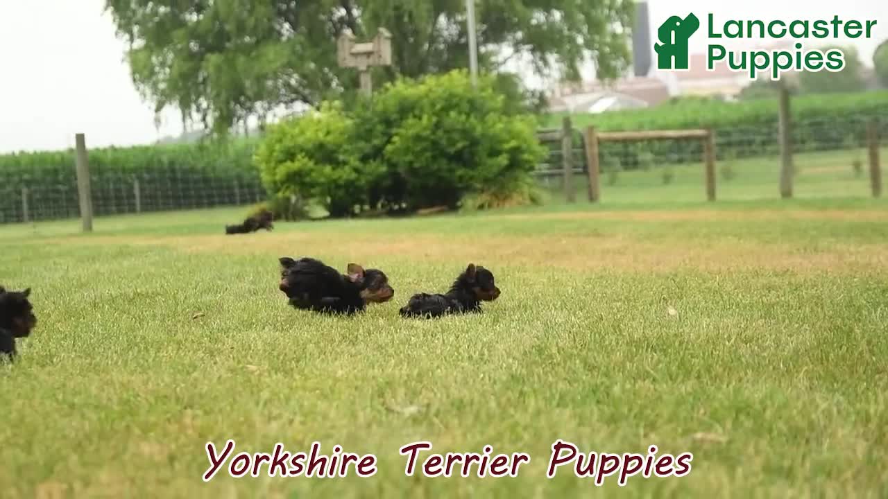 Yorkshire Terrier dogs for sale: Shasta - Video 1