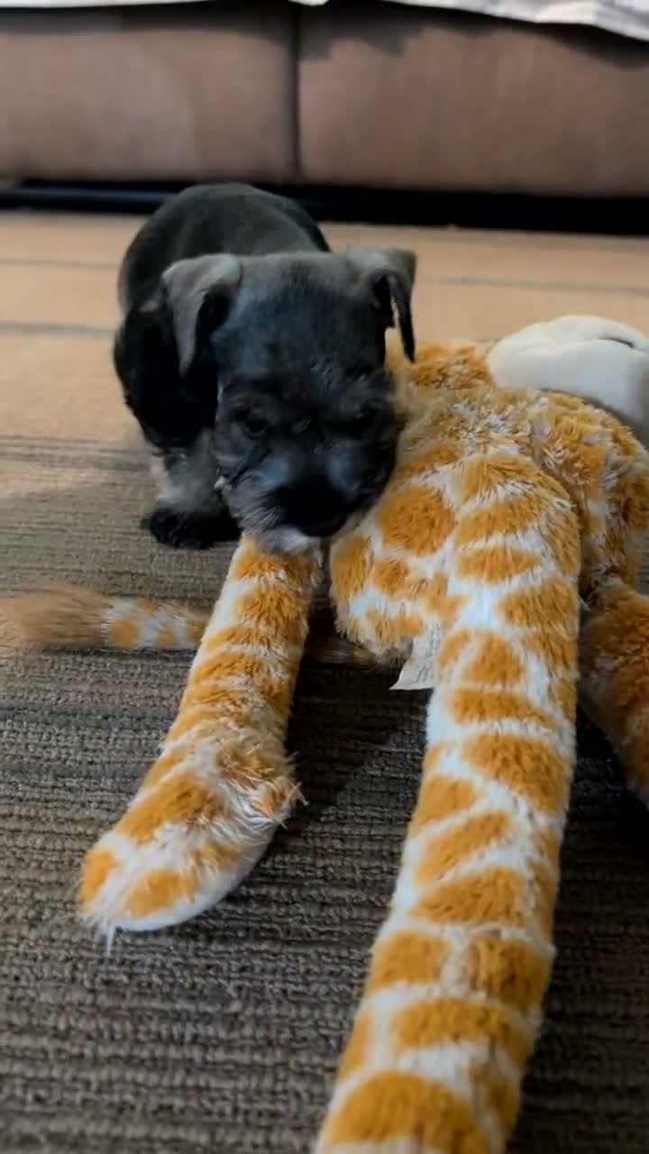 Miniature Schnauzer dogs for sale: Coco - Video 1