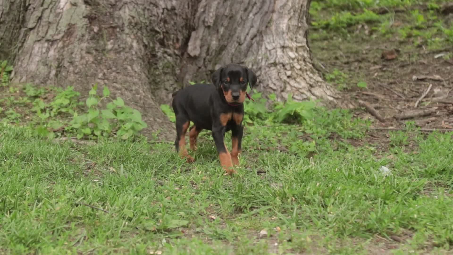 Doberman Pinscher dogs for sale: Delphine - Video 1