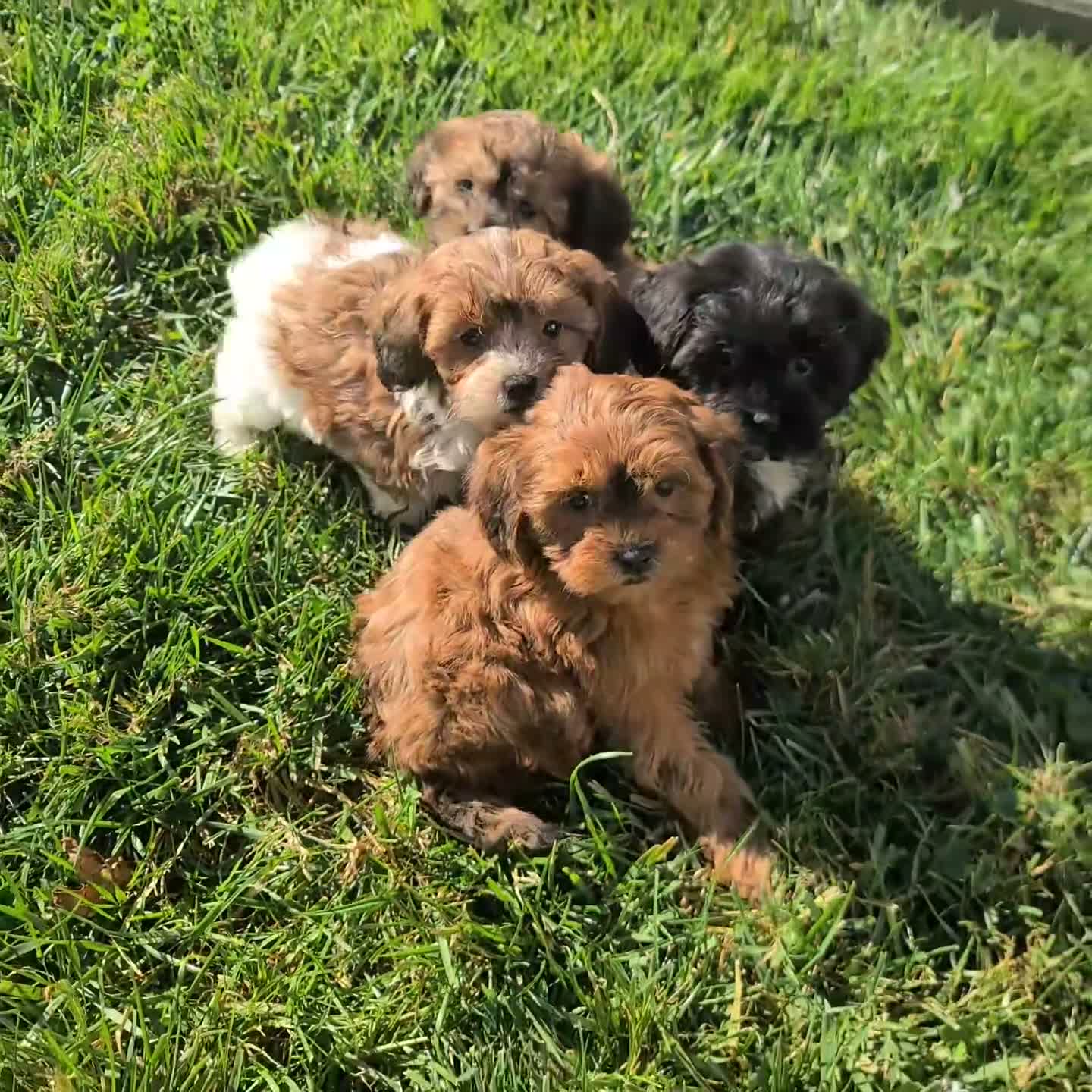 Shihpoo dogs for sale: Roxy - Video 1