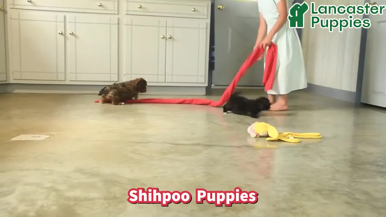 Shihpoo dogs for sale: Cindy  - Video 1