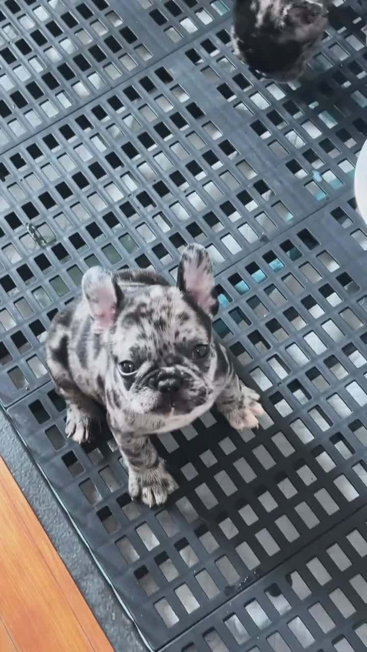 French Bulldog dogs for sale: French Bulldog 4 - Video 1