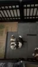 Mixed Breed dogs for sale: Manchester- Shih Pom - Video 3