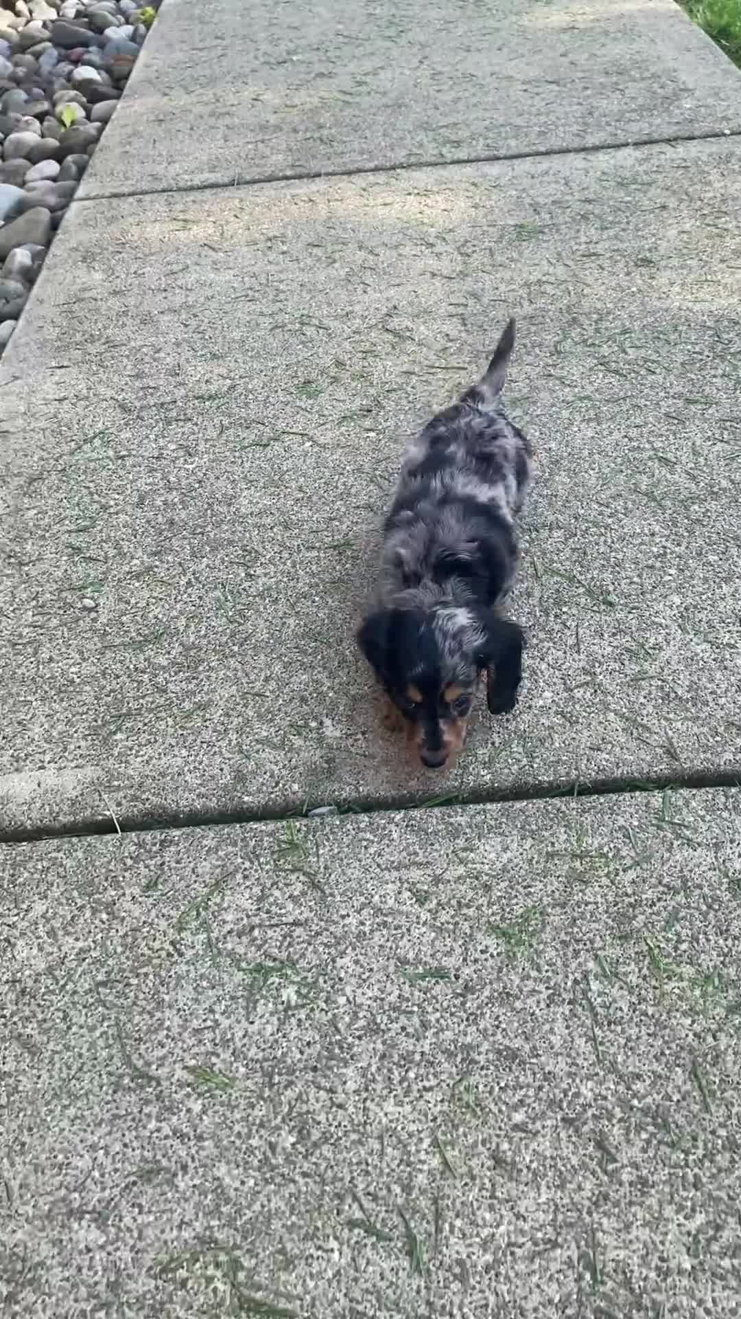 Miniature Dachshund dogs for sale: Luna - Video 1