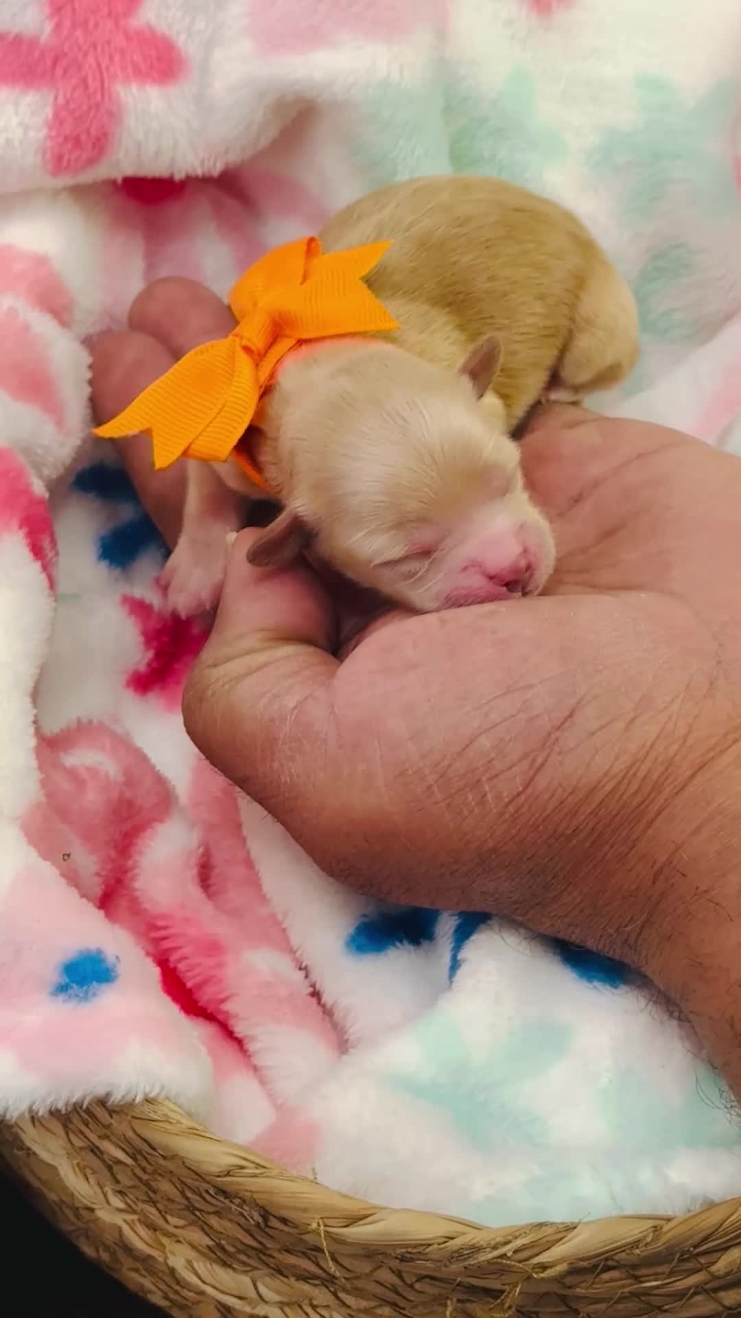 Shihpoo dogs for sale: Shihpoo Puppy 3 orange  - Video 1