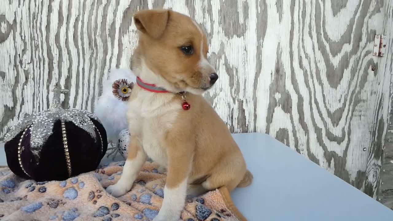 Jack Russell Terrier dogs for sale: Jack Russell Terrier 1 Junper - Video 1