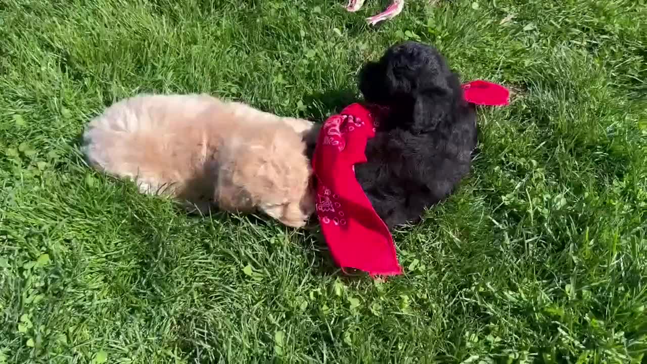 Miniature Poodle dogs for sale: Micki - Video 1