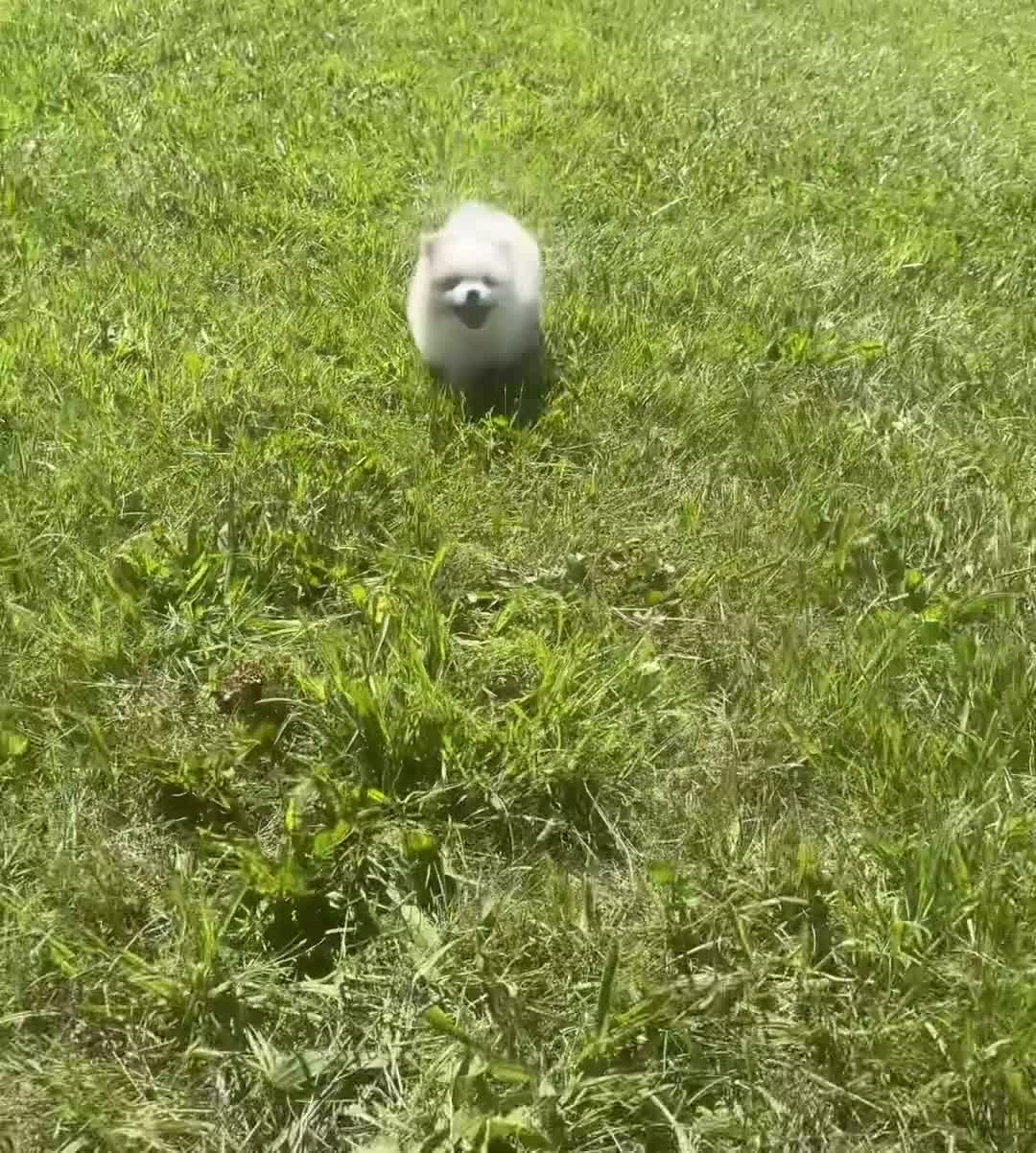 Pomeranian dogs for sale: Angel cake - Video 1
