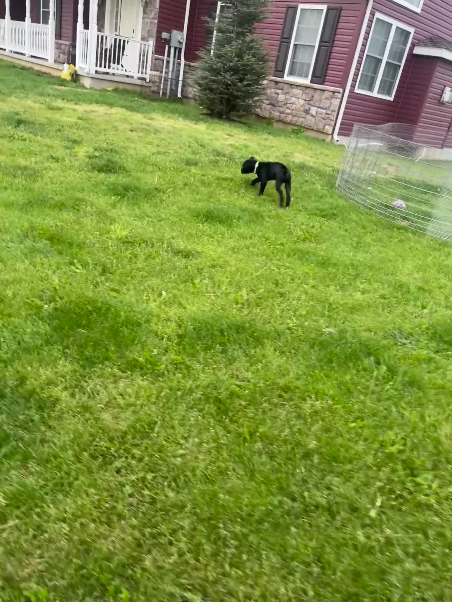 Cane Corso dogs for sale: Cane Corso Puppy 1 - Video 2