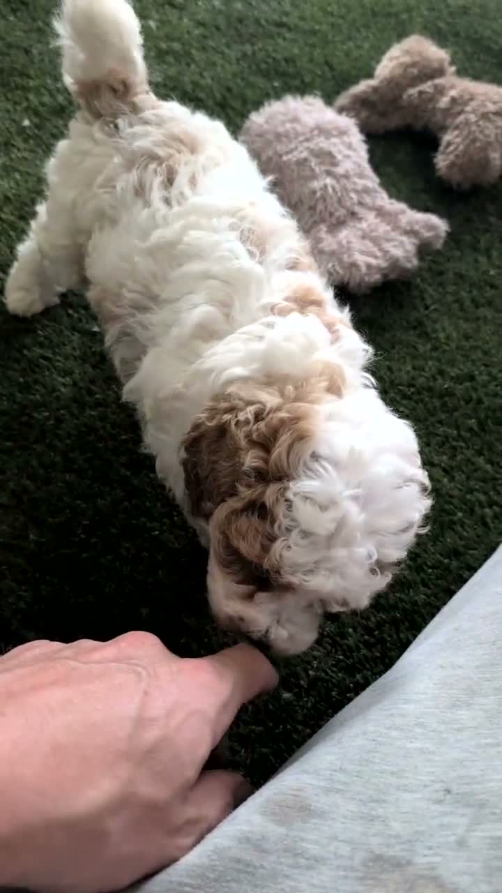 Miniature Poodle dogs for sale: Lucy - Video 1