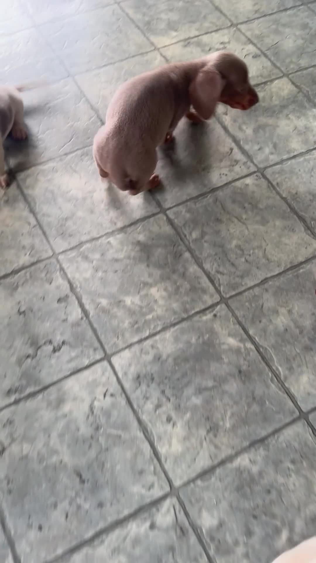 Miniature Dachshund dogs for sale: Trooper - Mini - Video 1